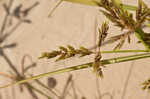 Ricefield flatsedge